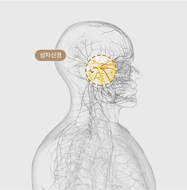 삼차신경 3개 분지(안분지·상악분지·하악분지)별 통증 부위 설명